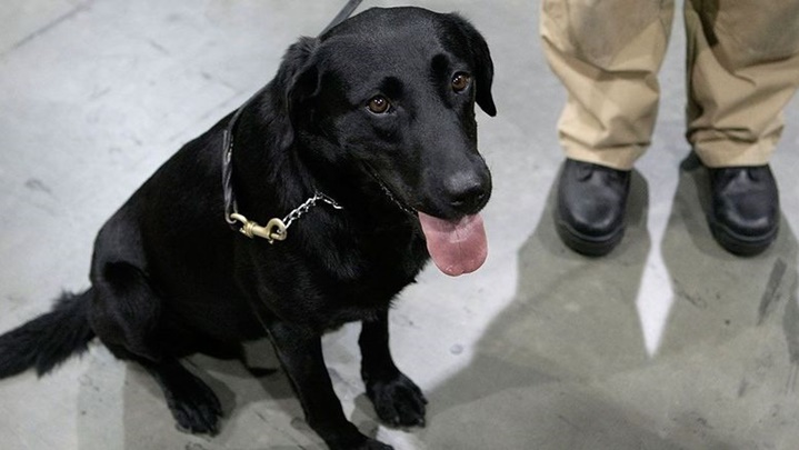 ‘TSA’ ก่อตั้งแคมเปญรับเลี้ยงสุนัขเกษียณ เพื่อหาบ้านให้น้องหมาที่ผ่านการรับใช้ชาติ