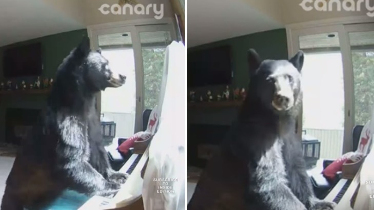ตำรวจได้รับแจ้งหมีบุกเข้าบ้าน สำรวจหาของกินเสร็จ ก็แอบแวะมาเล่นเปียโนสบายใจ!?
