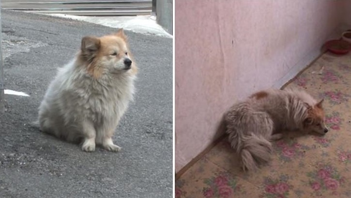 น้องหมาจากเกาหลีใต้ นั่งรอเจ้าของทุกวันนานกว่า 3 ปี โดยไม่รู้เลยว่าเธอไม่กลับมาแล้ว…