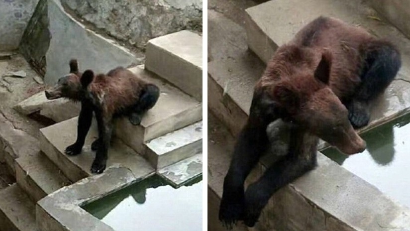 ชาวเน็ตจีนเรียกร้องให้ตรวจสอบสวนสัตว์ หลังมีการเผยภาพ “เจ้าหมีที่ซูบผอม” เหลือหนังหุ้มกระดูก