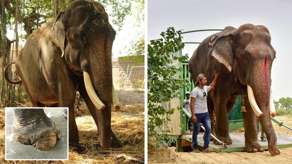 ‘Gajraj’ ช้างป่าที่ได้พบกับอิสรภาพครั้งใหม่ หลังจากทำหน้าที่เป็นสิ่งศักดิ์สิทธิ์มานานถึง 50 ปี