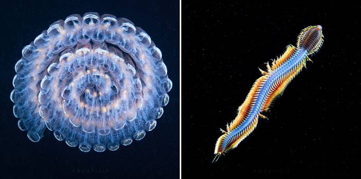 นักชีววิทยาถ่ายภาพ สิ่งมีชีวิตขนาดจิ๋วที่อยู่ใต้ท้องทะเล เผยให้เห็นความน่าทึ่งของพวกมัน!!