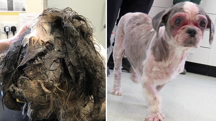 หมาถูกทิ้งนานหลายเดือน จนเท้าไปติดอยู่ที่หู ได้รับการช่วยเหลือและเริ่มต้นชีวิตใหม่อีกครั้ง