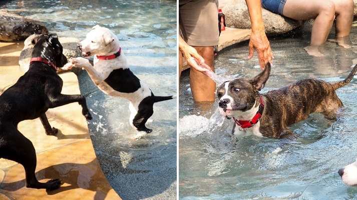 รีสอร์ทจัด “ปาร์ตี้สระน้ำ” ให้น้องหมาในศูนย์พักพิง เพื่อคลายความน่าเบื่อระหว่างรอการรับเลี้ยง