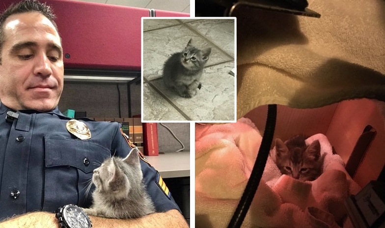 ตำรวจได้รับแจ้งเหตุ “แมวน้อย” หลงทางกลางสี่แยก รับมันมาดูแล โดนมันยึดโรงพักไปอีกแห่ง!!