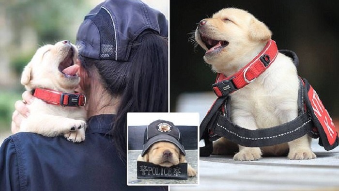 พบกับ Fushin น้องใหม่แห่งกองกำลังตำรวจสุนัขไต้หวัน กับตำแหน่งน่ารักที่สุดในไทเป!!