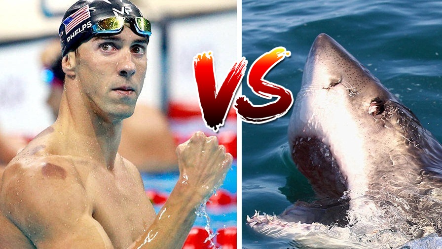 Michael Phelps เตรียมตัวว่ายน้ำแข่งกับฉลามขาว งัดพลังมนุษย์กับความไวของนักล่า!!