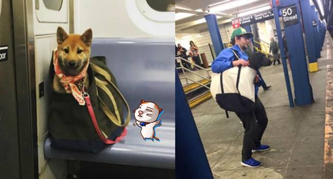 เทรนด์ใหม่มาแรงของชาวนิวยอร์ก เมื่อน้องหมาขึ้นรถไฟได้ แต่ต้องอยู่ในกระเป๋าก่อน..!?