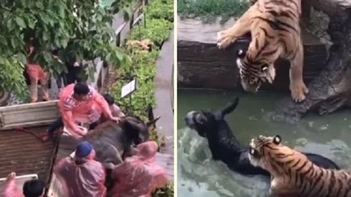 เหมาะสมหรือไม่!? สวนสัตว์จีนให้อาหารเสือด้วยลาเป็นๆ ทั้งคนเห็นสนับสนุนและคัดค้าน ดราม่าเพียบ