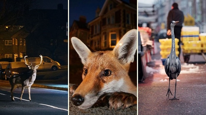 รวม 20 ภาพถ่ายชีวิตสัตว์ในเมือง เมื่อการพัฒนาของมนุษย์ รุกคืบไปในที่อยู่อาศัยพวกมัน…