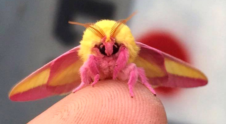 รู้จักกับผีเสื้อ Rosy Maple Moth สิ่งมีชีวิตที่หวานแหววที่สุดในจักรวาล ตอบโจทย์คนรักพาสเทล!!