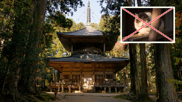 วัดญี่ปุ่นประกาศแบนแมว เพราะพวกมัน ‘น่ารักเกินไป’ เป็นต้นเหตุให้พระจิตใจไม่สงบ…