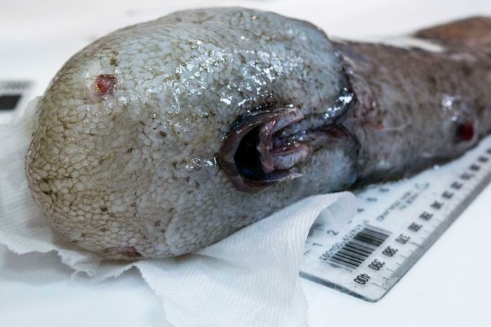 เผยภาพ ‘ปลาไร้หน้า’ ปลาน้ำลึกชนิดใหม่จากใต้พิภพท้องทะเล แห่งชายฝั่งออสเตรเลีย…