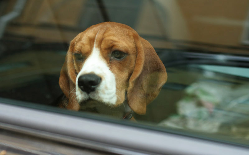 รัฐเนวาด้าออกกฎหมาย “ทิ้งหมา-แมวไว้ในรถ” ถือว่าผิดกฎหมาย และต้องถูกดำเนินคดี!!