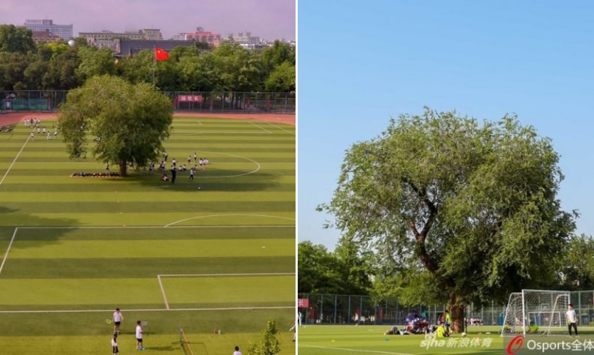 โรงเรียนในประเทศจีน สร้างสนามฟุตบอลขึ้นมา โดยมีต้นไม้ตั้งตระหง่านอยู่กลางสนาม!!