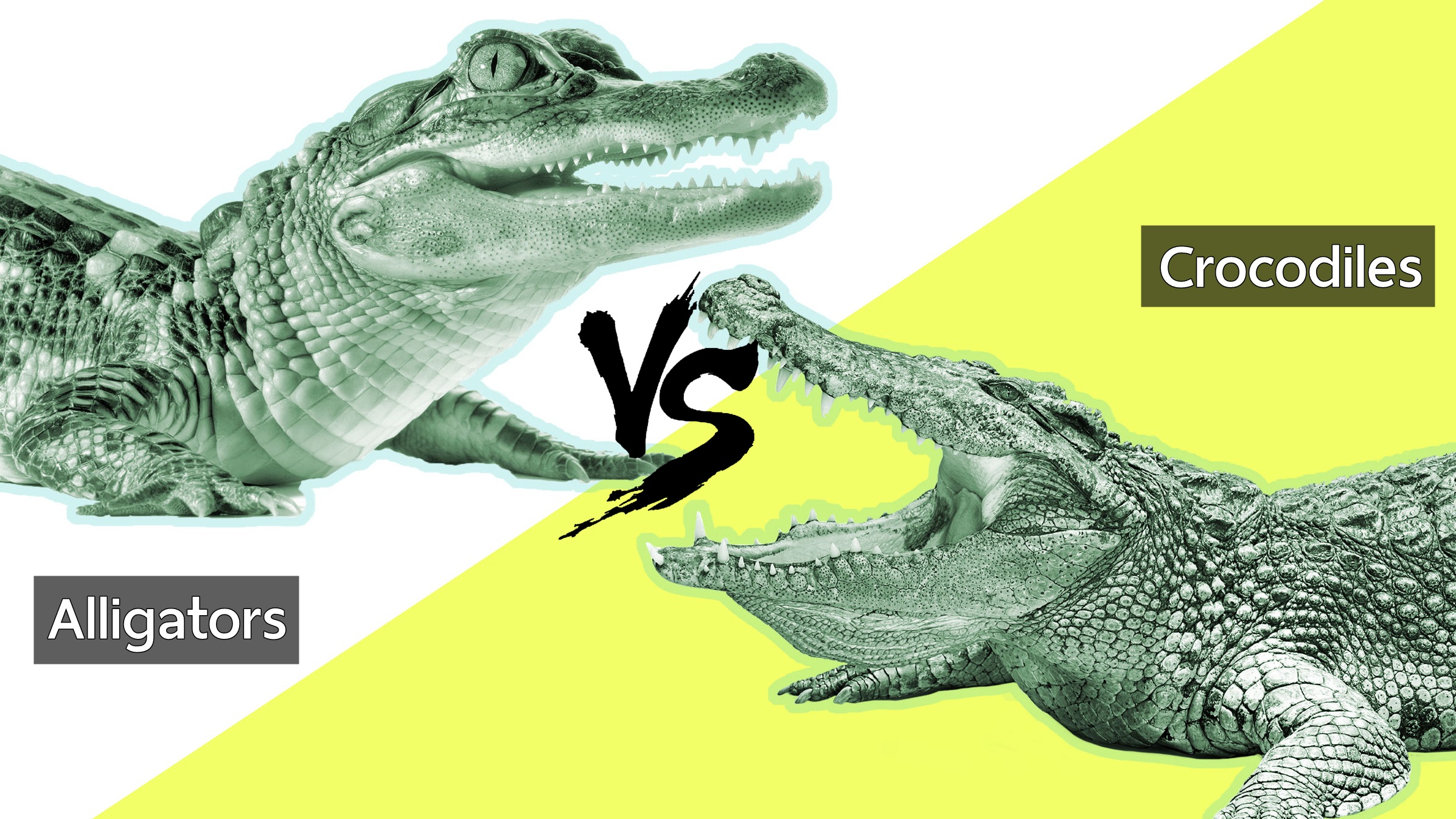 ไปดูความแตกต่างระหว่าง Crocodile และ Alligator ถึงจะเป็นไอ่เข้ แต่ก็ไม่เหมือนกันนะ!!