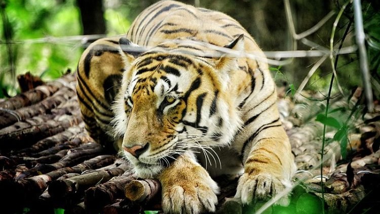 สื่ออินเดียตีข่าว ชาวบ้านส่งคนแก่เข้าไปในป่าหวังให้เสือขย้ำ เพื่อจะรับเงินเยียวยาจากรัฐ…