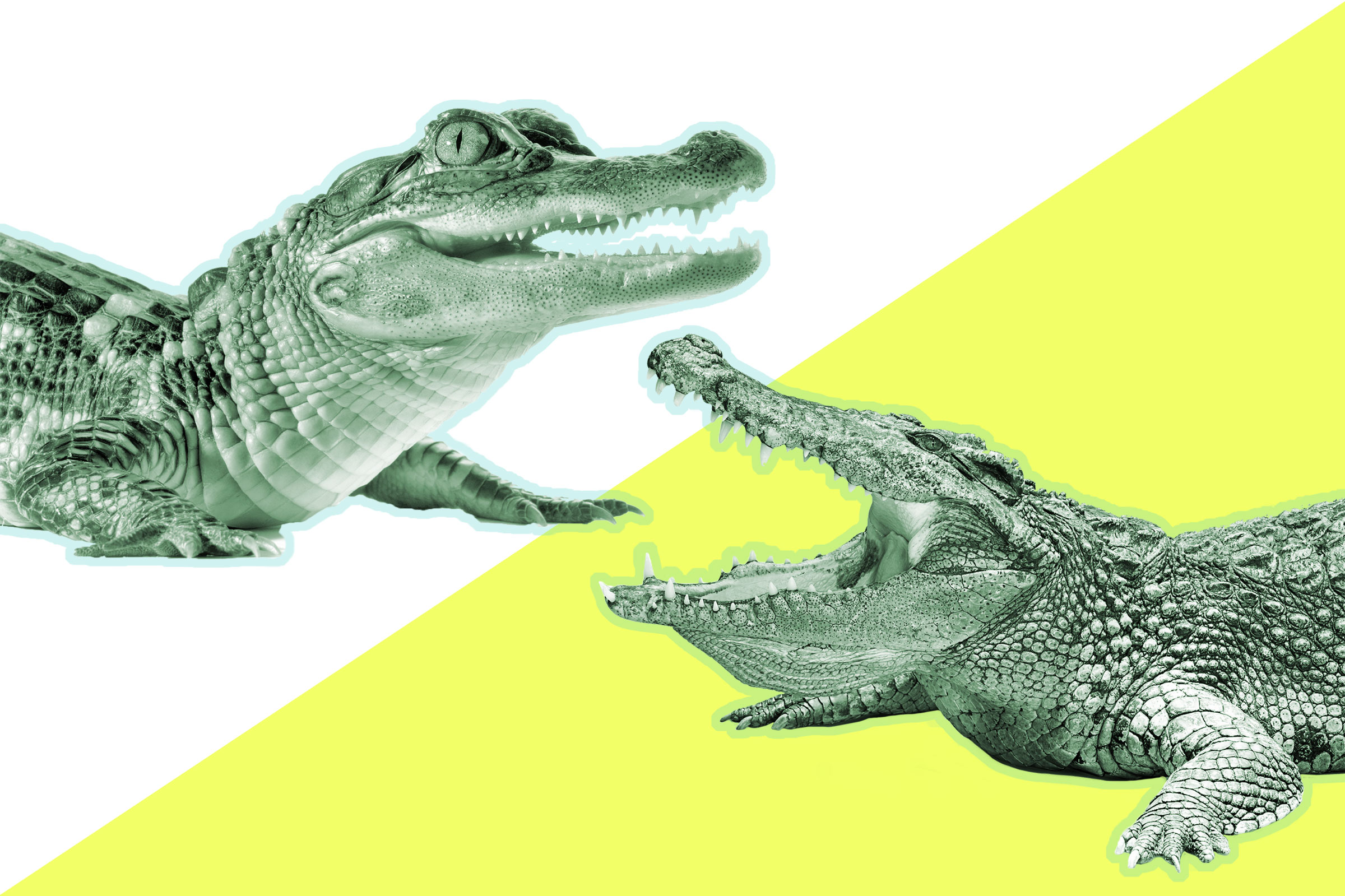 Кожа аллигатора и крокодила отличия