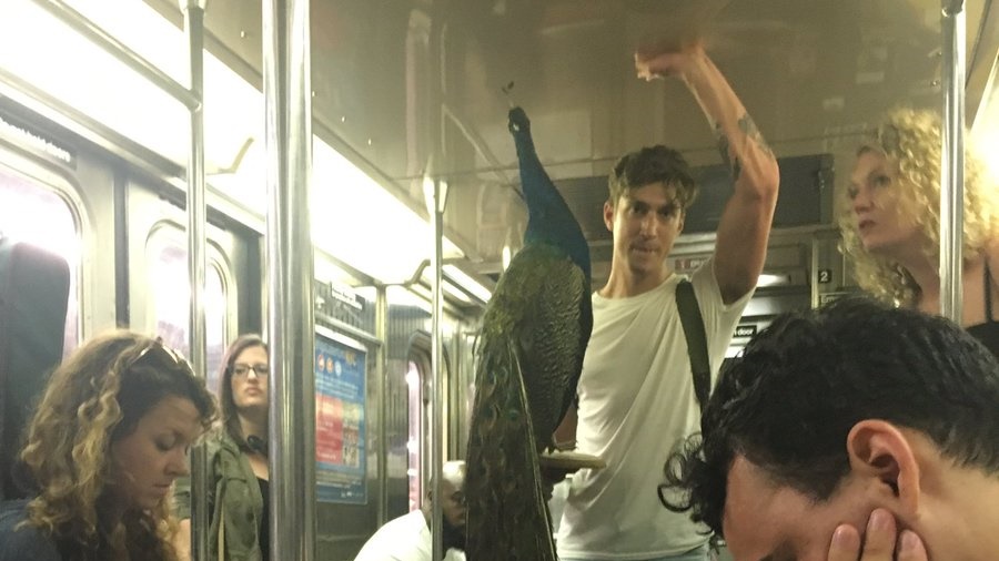 งงสิครับ!! หนุ่มพานกยูงขึ้นรถไฟใต้ดิน ไหงอยู่นิ่งอย่างกับเด็กน้อย บรรยากาศก็ชิลล์เกิ๊น