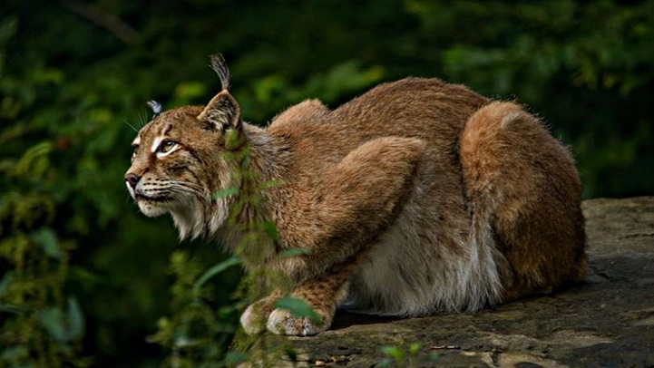 อังกฤษเตรียมปล่อยแมวป่า 6 ตัว คืนสู่ธรรมชาติ เพื่อควบคุมประชากรกวางที่มีมากเกินไป