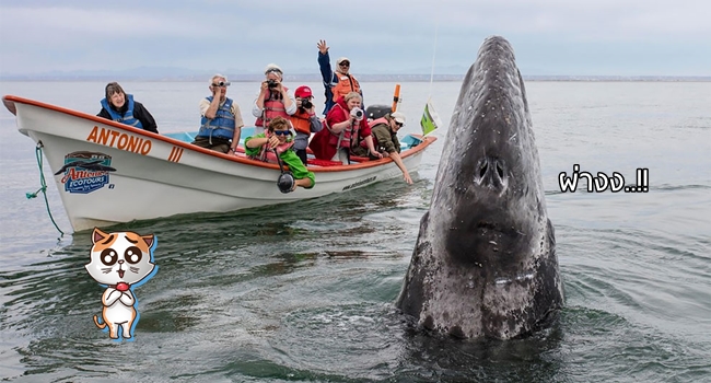 เจ้าวาฬสีเทามีอัธยาศัยดี๊ดี ว่ายน้ำเข้ามาถ่ายรูปกับนักท่องเที่ยวอย่างเป็นกันเอง น่าร๊ากก~