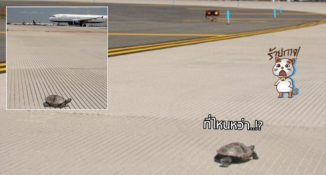 สนามบิน JFK ถึงกับดีเลย์กันจนวุ่น เพราะมี ‘เต่า’ ออกมาเฉิดฉายบนรันเวย์ เพื่อหาที่วางไข่…!!