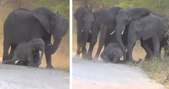 ลูกช้างถูกรถชนบาดเจ็บสาหัส โขลงช้างพยายามช่วยกันประคอง แต่ไม่อาจช่วยชีวิตไว้ได้…
