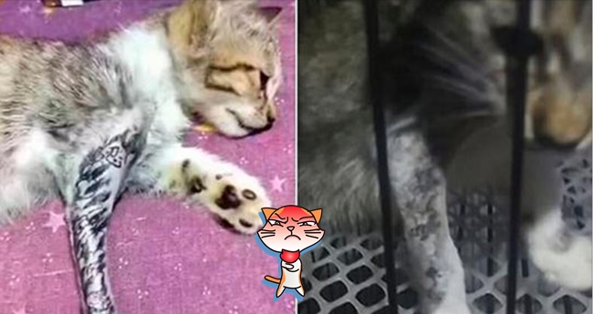 ชาวเน็ตโวย!! ช่างสักจีนเอาแมวน้อยไปสักขา ก่อนนำวิดีโอมาแชร์ สุดท้ายโดนไล่ออก…