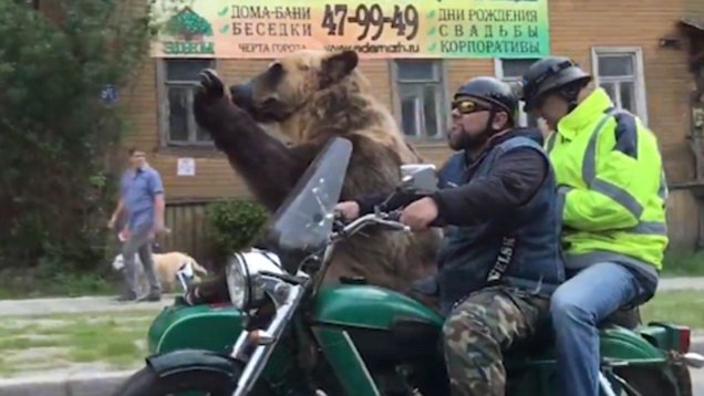 พบ “หมีสีน้ำตาล” ขนาดยักษ์ ออกมานั่งรถเล่นรอบเมืองในรัสเซีส ดูท่าทางนางสิ สบายเหลือเกิ๊น!!