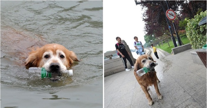 เจ้าหมาโกลเด้นยอดคุณธรรม กระโดดลงแม่น้ำซูโจว คอยเก็บขวดที่ถูกทิ้งขว้างมานานสิบปี