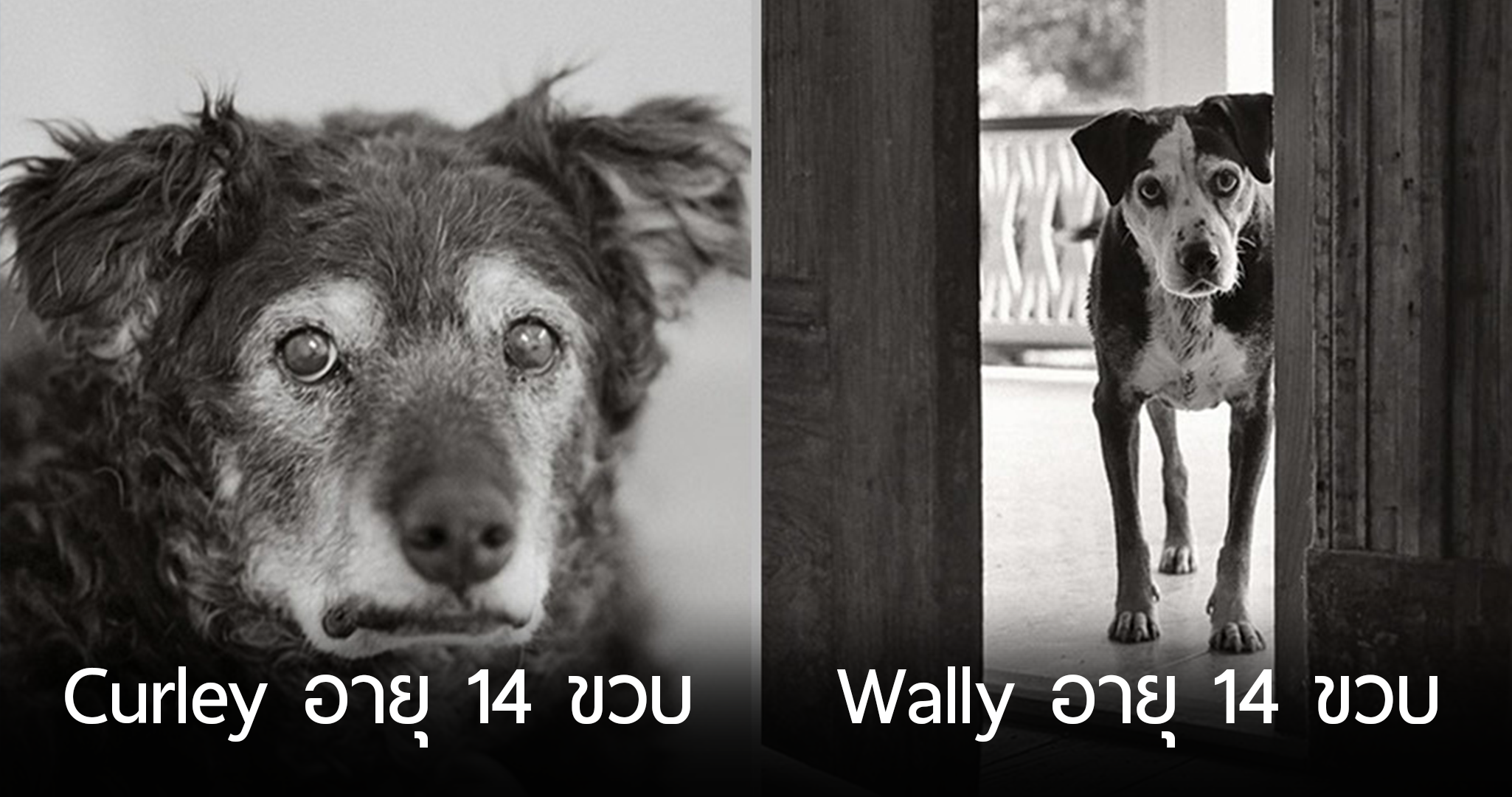 ช่ายภาพตระเวนถ่ายภาพ “สุนัขแก่” ความงดงามช่วงบั้นปลายชีวิต ที่น้อยคนจะมองเห็น