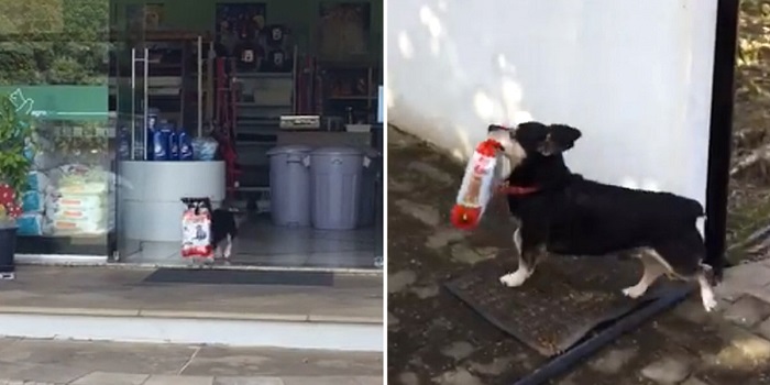 Pituco น้องหมาแสนรู้ เดินไปร้านขายอาหารทุกวัน แล้วก็นำกลับมาเองได้ไม่ง้อมนุษย์