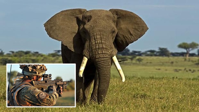 ประเทศในแอฟริกาจ้างทหารอังกฤษเพื่อช่วยปกป้อง “งาช้าง” ที่ถูกล่าจากกลุ่มก่อการร้าย