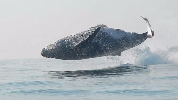 เมื่อวาฬหลังค่อมขนาด 40 ตัน กระโดดขึ้นโชว์เหนือผิวน้ำ วินาทีสุดอัศจรรย์จากท้องทะเล!!