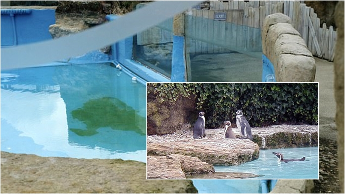จิ้งจอกบุกฆ่าเพนกวิน 8 ตัว ภายในชั่วค่ำคืน เนื่องจากพนักงานสวนสัตว์ละเลยต่อหน้าที่…