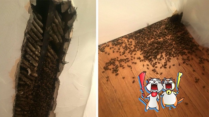 หญิงสาวพบน้ำผึ้งประหลาดไหลออกมาจากำแพง พอเปิดดูเจอผึ้งกว่า 35,000 ตัว ซ่อนอยู่!!