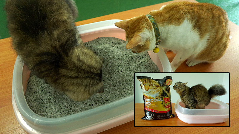 รีวิวทรายแมวเกรดพรีเมียม Charcoal Sand ไร้ฝุ่น-ไร้กลิ่น แมวแฮปปี้ คนเลี้ยงก็ยิ้มได้!!