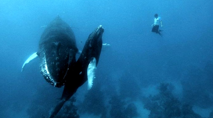 18 ภาพที่จะทำให้คุณรู้จัก Thalassophobia หรือ ‘อาการกลัวทะเล’ ไม่แน่คุณอาจจะเป็นก็ได้นะ