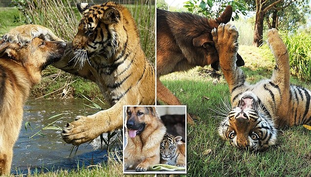 พี่หมากับน้องเสือ เติบโตมาด้วยกัน เลยกลายเป็นเพื่อนซี้ที่ไม่มีความต่าง