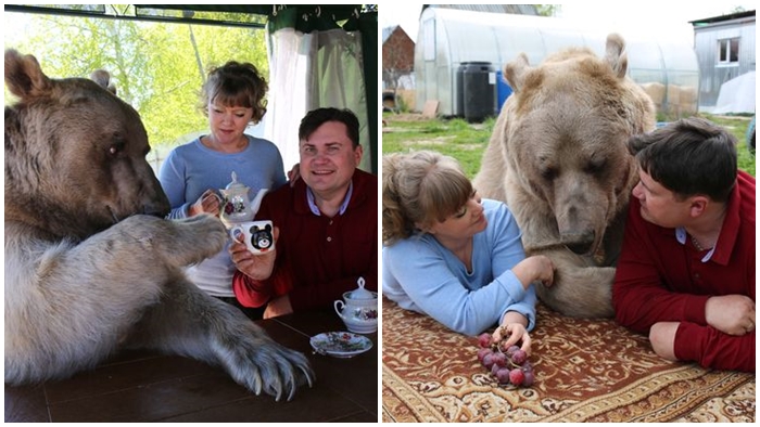 พบกับ ‘Stepan’ พี่หมียอดนักแสดง อยู่ร่วมกับครอบครัวมนุษย์ได้ ทำตัวมุ้งมิ้งจิบชาสบายๆ