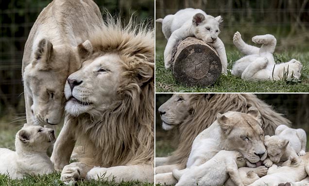 เผยโฉมความน่ารักของครอบครัวสิงโต ช่วยกันดูแลลูกน้อยทั้ง 5 ที่เกิดมามีขนขาวจั๊วะ!!
