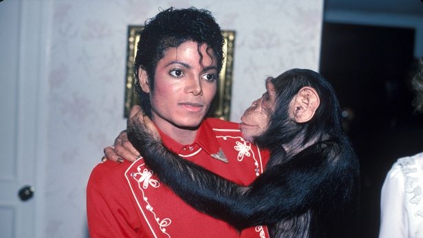 ชีวิตของเจ้า Bubbles ลิงสัตว์เลี้ยงของ ‘Michael Jackson’ ที่หลายคนอาจลืมกันไปแล้ว