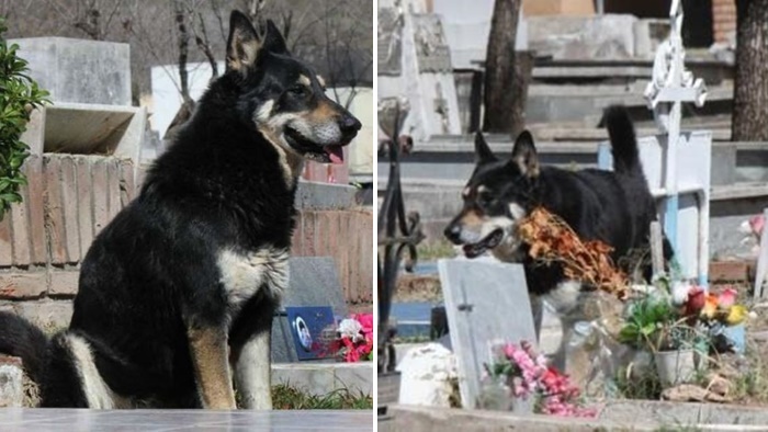 สุนัขผู้ซื่อสัตย์นั่งเฝ้าหลุมศพเจ้าของทุกวัน ไม่ยอมห่างหายไปไหน เป็นเวลาร่วมกว่า 10 ปี…