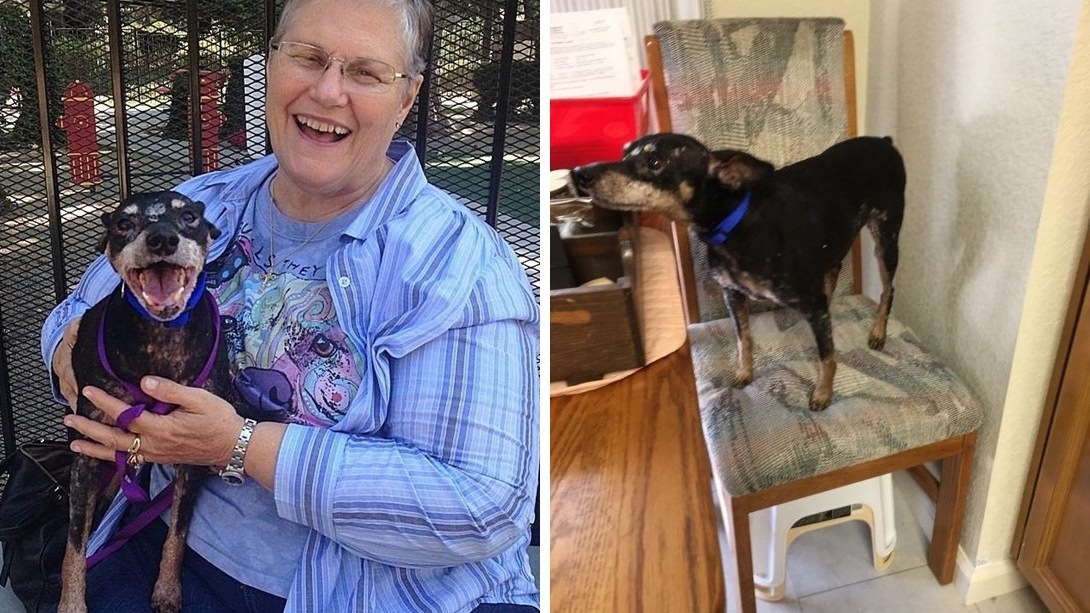 สุนัขวัย 12 ปี ป่วยด้วยโรคมะเร็งระยะสุดท้าย ได้พบความสุขอีกครั้ง ในบ้านหลังใหม่