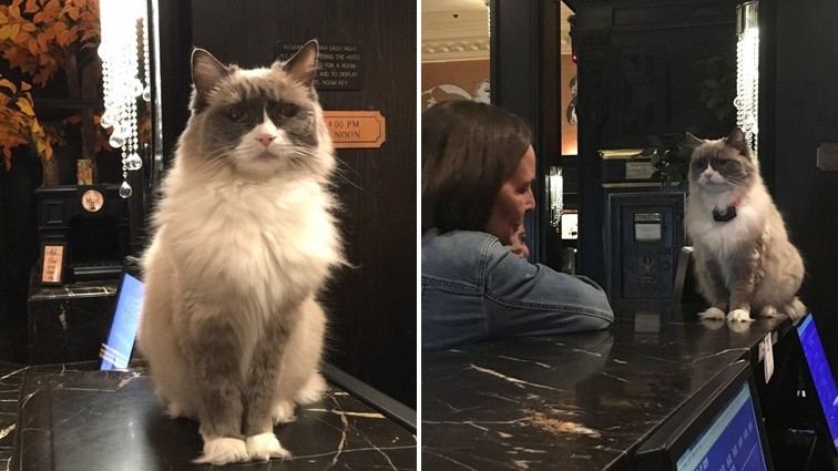 ‘Matilda’ แมวผู้เป็น “พนักงานต้อนรับ” ที่โรงแรมนาน 7 ปี ทำเอาแขกหลงรักถ้วนหน้า