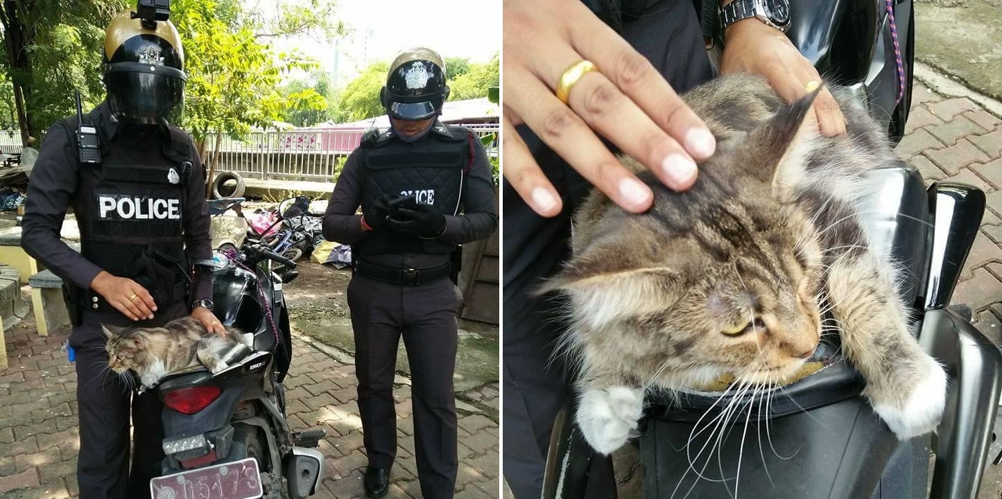 ตำรวจพบแมวต้องสงสัย กำลังจะพยายามข้ามถนน รีบปิดล้อมและจับกุมไว้ให้พ้นจากอันตราย…