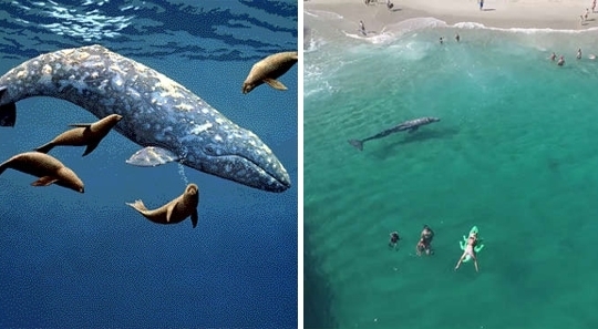 ตกใจ!! เมื่อ “วาฬสีเทา” หลงฝูงมาว่ายน้ำเล่นกับมนุษย์ที่ชายหาดลากูน่าแบบชิลล์ๆ