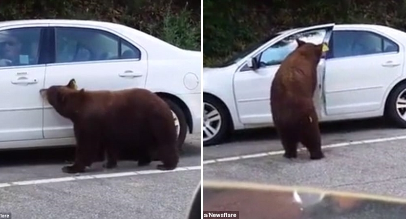 เจ้าหมีป่าขี้สงสัย โชว์ทักษะ ‘หมีความพยายามเปิดประตูรถ’ เล่นซะคนในรถขวัญผวาตามๆ กัน