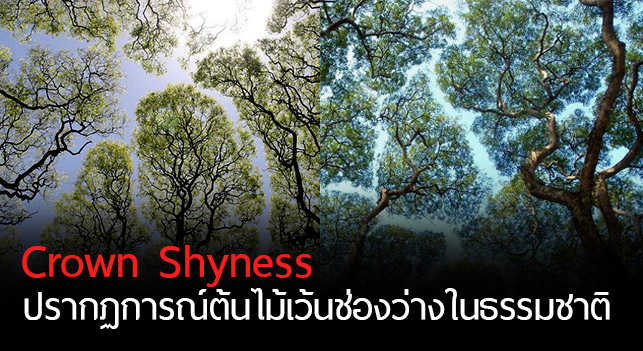 “Crown Shyness” ปรากฏการณ์ธรรมชาติ ต้นไม้เว้นช่องว่าง ที่น้อยคนนักจะสังเกตเห็น