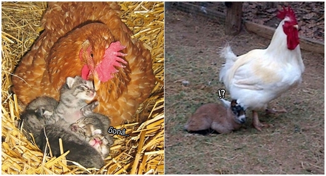 16 ภาพจากชาวเน็ต ที่จะบอกให้รู้ว่า ‘ไก่’ นี่แหละ เหมาะที่จะเป็นแม่มากที่ซู๊ดดด…